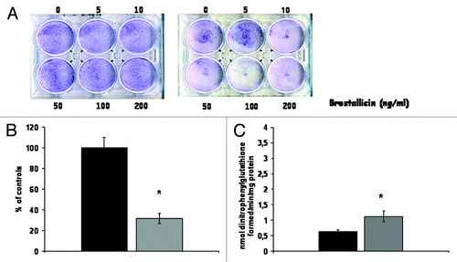Figure 2. (A) Activity of brostallicin in the absence (left) or presence (right) of 0.05 μM 5-aza dC. Cells were treated with different concentrations of brostallicin and colonies formed stained with comassie blue. (B) Effect of 0.05 μM 5-aza dC on the growth of LNCaP cells. Black bar, controls, gray bar, 5-aza dC treated cells. Results are reported as mean ± SD of at least six replicates. *p < 0.01 vs wt (C) GST activity in untreated (black bar) or 0.05 μM 5-aza dC-treated (gray bar) LNCaP cells. Results are the mean ± SD of at three replicates. *p < 0.01 vs wt