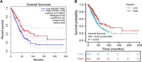 Figure 6 Overall survival curves of LUAD patients in the high and low PIK3R1 expression groups. (A) Survival curves plotted by GEPIA platform; (B) survival curves plotted by R software.