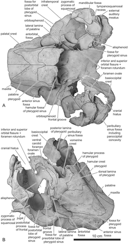 Figure 4 The skull of the holotype of Eodelphis kabatensis (Horikawa, Citation1977), HMH 68037. Photograph of the holotype skull whitened with ammonium chloride. A, ventral view; B, ventrolateral view.