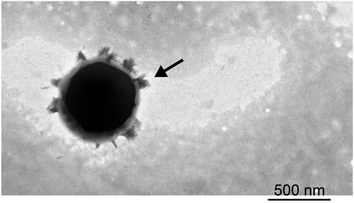 Figure 8 TEM images of NLC interaction with albumin.Notes: OA-NLC was co-incubated with or without BSA (5%), subsequently applied to a 200-mesh copper grid coated with formvar/carbon film. The sample was then stained with 1% phosphotungstic acid and observed under TEM. The diameter of the NLC-albumin complex with a protein corona (arrow) is larger than that of the NLC without a protein corona (Figure 1).Abbreviations: NLC, nanostructured lipid carriers; OA-NLC, oleic acid within nanostructured lipid carriers; BSA, bovine serum albumin; TEM, transmission electron microscopy.