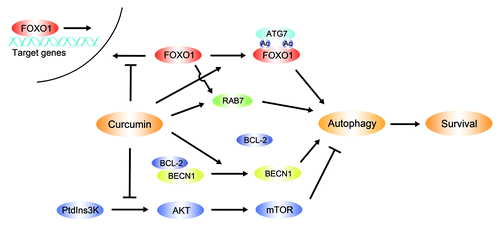 Figure 8. Regulation of curcumin-induced autophagy in HUVECs. During oxidative stress curcumin protects HUVEC survival via autophagy, controlling the following aspects to promote the autophagic process: Curcumin downregulates the PtdIns3K-AKT-mTOR signaling pathway, mediates BECN1-BCL-2 interactions, and interferes with FOXO1 nuclear localization and FOXO1-related proteins.
