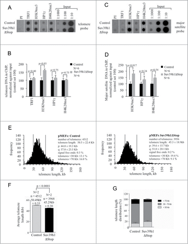 Figure 3. Compaction of telomeric chromatin and telomere shortening in Suv39h1ΔStop pMEFs. (A) Suv39h1ΔStop pMEFs display augmented H3K9me3 levels at telomeric repeats, as determined by ChIP. Representative images are shown. (B) Quantification of immunoprecipitated telomeric DNA using the indicated antibodies; signals were normalized to the input material. (C) Suv39h1ΔStop pMEFs display augmented H3K9me3 levels at pericentric major satellite repeats. Representative images are shown. (D) Quantification of immunoprecipitated major satellite repeats; signals were normalized to the input material. (E) Quantitative telomere Q-FISH on metaphase chromosomes obtained from control and Suv39h1ΔStop pMEFs. Suv39h1ΔStop transgenic pMEFs (right panel) display overall telomere shortening when compared to control littermates (left panel). (F) Average telomere length is significantly shorter in Suv39h1ΔStop transgenic mice when compared to pMEFs with normal Suv39h1 expression. (G) Accumulation of short telomeres (<30 kb) and reduction of long (>70 kb) upon Suv39h1 overexpression in Suv39h1ΔStop pMEFs. N, number of independently prepared pMEF cultures analyzed; standard deviations are indicated; n, number of telomeres analyzed; statistical significance is indicated by p-values