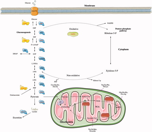 Figure 1. The glucose metabolism process. Glucose enters the cell via a glucose transporter (GLUT). The glycolysis process uses multiple enzymes, including HK, PFK, and PK. Gluconeogenesis affects TCA, PPP, and other processes. Three key enzymes regulate this effect in gluconeogenesis, namely, glucose-6-phosphatase-alpha (G6PC), FBP, and PEPCK. Pyruvate enters the mitochondria and generates carbon dioxide and water through the TCA pathway, which is catalyzed by three key enzymes: IDH, CS, and ketoglutarate dehydrogenase complex (KGDHC). G6PD is a key enzyme in the oxidation process of the PPP pathway, and regulates the reaction of the PPP process in the cytoplasm.