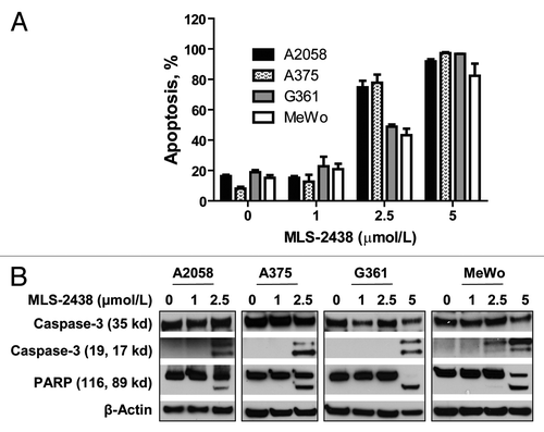 Figure 2. MLS-2438 induces apoptosis of human melanoma cells. A2058, A375, G361 and MeWo human melanoma cells were treated with MLS-2438 at various concentrations for 24 h. (A) apoptosis was analyzed by flow cytometry by using Annexin V-FITC and DAPI double staining. (B) cells were lysed for Western blot analysis using antibodies specific to PARP, Caspase-3 and β-Actin.