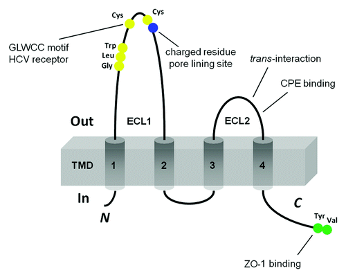 Figure 1. Schematic presentation of the topology of claudin monomer. The model depicts the conserved structural features of claudin and the known interaction sites. ECL1 and ECL2 denote the extracellular loops 1 and 2, respectively. The transmembrane domains 1 to 4 (TM1-TM4) and the regions important for hepatitis C virus (HCV) entry, paracellular ion selectivity, Clostridium perfringens enterotoxin (CPE) binding, and ZO-1 binding are shown.