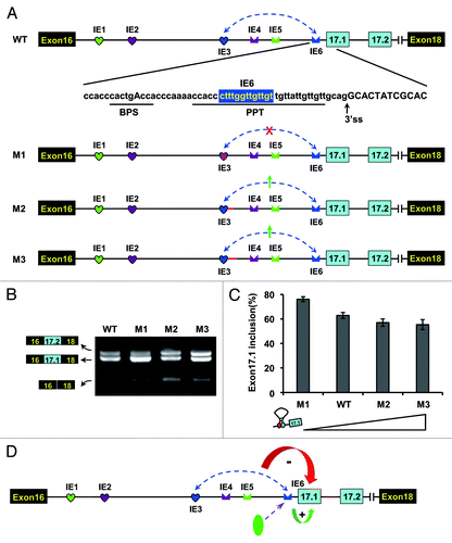 Figure 6. IE6 affects exon 17.1 selection in both structural- and sequence-dependent mode in D. melanogaster. (A) Schematic diagrams of minigene constructs used to assess the role of IE6 in splicing. The branch-point sequence (BPS), polypyrimidine tract (PPT), and the invariant AG at the 3′ ss are shown. M1, mutating IE3 abolished the IE3-IE6 pairing (indicated by the red cross); M2 and M3, mutating IE3 increased the IE3-IE6 pairing strength (indicated by the green arrow), whereas pairing strength was stronger in M3 than in M2. (B) Effects of mutations on the exon 17 selection. Data are expressed as percentages of the mean ± SD from three independent experiments. (C) Exon 17.1 frequency was negatively correlated with the strength of RNA pairing. (D) A refined model for alternative splicing regulation of Dscam exon 17 in Drosophila. The green and red arrows indicate the activation and suppression of exon 17.1.