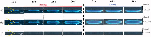 Figure 8. (a) An example of the original optical images of the two-layer phantom during (heating period) and after (cooling period) high intensity focused ultrasound (HIFU) exposure and the optical images after flipping the (b) lower and (c) upper layer along the boundary between the two layers.