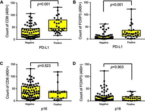 Figure 2 Box plots presenting tumor-infiltrating CD8+ and Foxp3+ cells from different groups of SNSCC: (A) CD8+-infiltrating lymphocytes and (B) Foxp3+-infiltrating lymphocytes, according to PD-L1 status; (C) CD8+-infiltrating lymphocytes and (D) Foxp3+-infiltrating lymphocytes, according to p16 status. Abbreviations: SNSCC, sinonasal squamous cell carcinoma; PD-L1, programmed death-ligand 1.