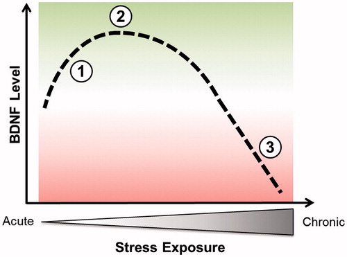 Figure 1. Conceptual representation of changes in BDNF level induced by stress: a biphasic process. Point 1 illustrates the increase of BDNF during acute stress while point 2 corresponds to a maximal benefit of short-term stress on BDNF level. Points 1 and 2 might be linked to an induced increase of synaptic transmission and plasticity. Point 3 illustrates the deleterious effects of chronic stress on BDNF content.