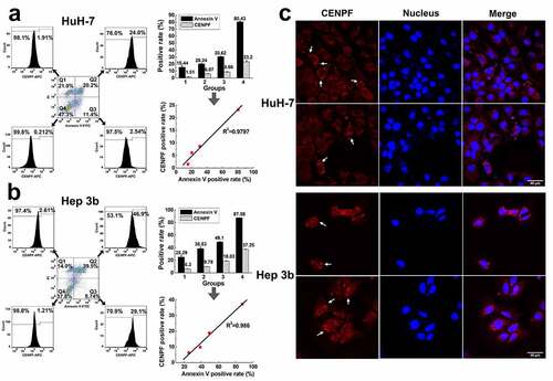 Figure 4. Apoptosis induced CENPF translocation and exposure in HCC cells. HuH-7 and Hep 3b cells were cultured under different serum starvation conditions (8%, 6%, 4%, 0% FBS respectively for 72 h), to induce apoptosis and then stained with Annexin V-FITC, PI, and CENPF antibody. (a, b) The CENPF positive rate of apoptotic cells, necrotic cells and normal cells was detected by flow cytometry (left), and the correlation of CENPF positive rate with apoptosis rate was analyzed (right). (c) Confocal images of apoptotic HCC cells stained with anti-CENPF antibody (red) showing CENPF redistribution into apoptotic vesicles (white arrows). Nuclei were stained with DAPI (blue)