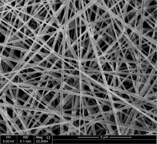Figure 2 SEM image of fabricated electrospun mat.Note: SEM image at 20,000× of electrospun nanofibers of PVP 12% (wt/v) using the following electrospinning conditions of 10 cm, 18 kV, and 0.3 mL/h.Abbreviations: SEM, scanning electron microscopy; PVP, polyvinylpyrrolidone; v, volume; wt, weight; HV, high voltage; Mag, magnification; WD, working distance.