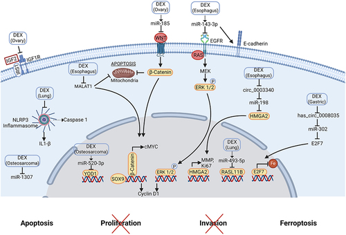 Figure 3. Molecular mechanisms of dexmedetomidine-mediated anti-tumor effects.