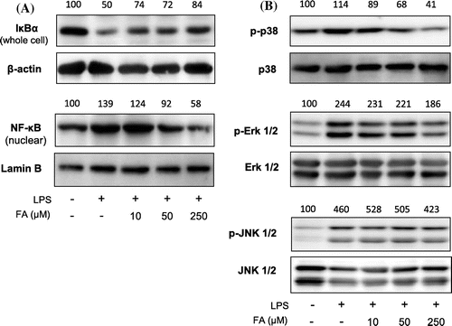 Fig. 3. Expression of proteins in NF-κB and MAPK pathways.