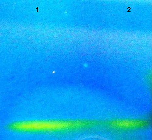 Figure 11. Zymogram photographs of pure CA (1) and purified CA (2) desorbed from CA-imprinted PHEMAH cryogel.
