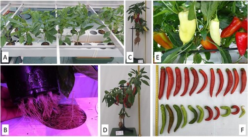 Figure 1. Horizontally arranged GHE Aeroflow 10 hydroponic pepper cultivation system growing Hungarian Enigma Sweet (HES) pepper seedlings (A); Hydroponic-type root system of the 90-day-old Hungarian Enigma Sweet pepper complemented by WaterWick absorbent cord (B); 125-day-old Hungarian Enigma Sweet pepper plant showing the entire foliage and both, the substrate-type and the hydroponic-type root system (C); 125-day-old Hungarian Enigma Sweet pepper plant showing the entire foliage and both, the substrate-type and the hydroponic-type root system (D); Fruits of the Hungarian Enigma Sweet pepper at different maturity stage (E); Fruits of the Hungarian Enigma Hot (HEH) pepper at different maturity stage (F).