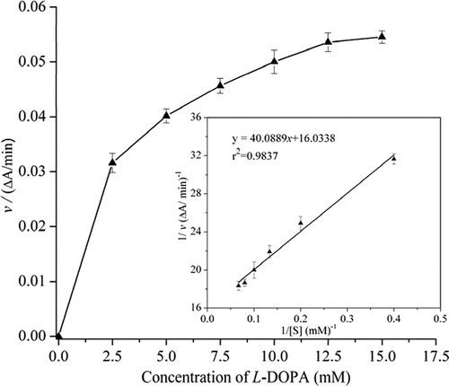 Figure 3. The Km value was determined by using L-DOPA as substrate. According to the Lineweaver–Burk model, the Km was calculated to be 2.5 mM.