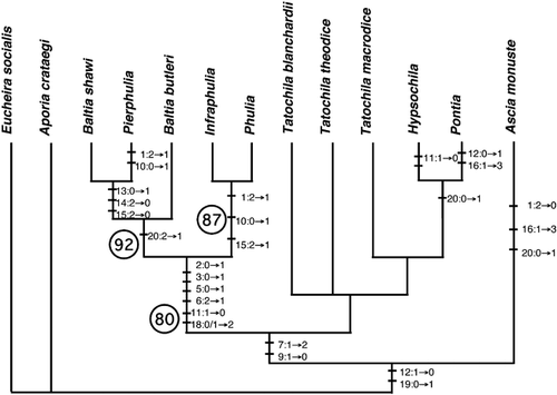 Figure 3 One of nine equally parsimonious trees derived from analysis of morphological characters (only unambiguous state changes are shown). Numbers coding characters and character states are presented in Table 3. Circled numbers indicate percent recovery in bootstrap analysis (1000 pseudoreplicates); numbers shown are the only bootstraps greater than 50.