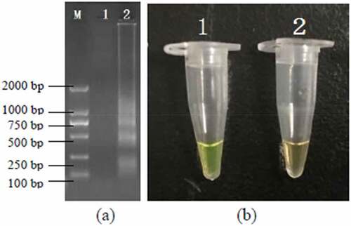 Figure 1. Results of the PSR assays for detection invA gene; (a) observation of amplification products with 1.5% agarose gel electrophoresis under UV light and fluorescence dye by naked eye (b); M, DNA marker; lane 1, negative control; lane 2, positive products (a); tube 1, positive products; tube 2, negative control.