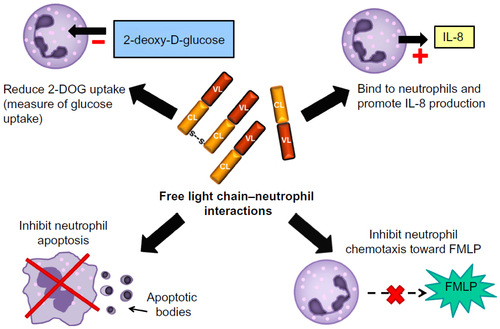 Figure 2 Free light chain (FLC) interactions with neutrophils. In vitro experiments have demonstrated potential interactions between FLCs and neutrophils which are depicted in this diagram.