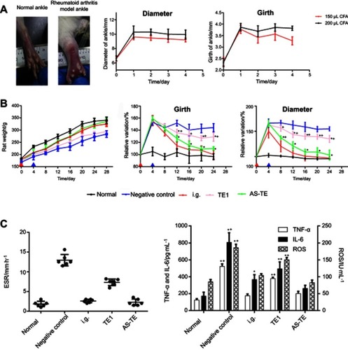 Figure 3 (A) The photographs of normal and rheumatoid arthritis ankles and the diameter and girth-time profiles of rheumatoid arthritis ankles injected with 150 and 200 μL of complete Freund’s adjuvant (CFA). (B) The rat weight, diameter, and girth-time profiles with different treatments. (*P < 0.05 vs negative control group and +P < 0.05 vs normal control) (C) The erythrocyte sedimentation rate (ESR) and inflammation cytokines after 24 days of treatment. (*P < 0.05 vs negative control group and +P < 0.05 vs normal control) (Red triangle: the time of modeling, blue triangle: the time of treatment).Abbreviations: E, ethosome; TE1, transethosomes (ethosome containing sodium deoxycholate (TE1)); AS-TE, antioxidant surface transethosome.