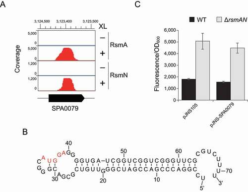 Figure 6. SPA0079 does not titrate RsmA/N under our conditions (A) Read coverage at the SPA0079 locus from RsmA/N CLIP-seq. Vertical axis indicates each read count. XL+: crosslinking, XL-: non-crosslinking. (B) Secondary structure of SPA0079 in P. aeruginosa PAO1 predicted by Mfold [Citation54]. Red letters indicate AUGGA sequence as a common binding motif of RsmA/N. (C) Super-folder GFP translational fusion assay for cafA gene between pJNS105 control vector and pJNS-SPA0079 overexpression vector. For exogenous SPA0079 expression, 0.1% arabinose was added. The reported values represent the average of three independent experiments and the standard error