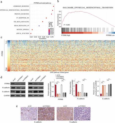 Figure 6. The effects of PTPRB knockdown on EMT activity. (a) KEGG analysis for the exploration of PTPRB-related pathways. (b) GSEA analysis for the enrichments of the EMT-related gene sets in CC specimens based on PTPRB levels. (c) Heat Map of EMT pathway-related genes based on PTPRB levels. (d) Western blot determined the expressions of EMT-related molecules in CASKI and C33A cells transfected with sh-PTPRB#1 or sh-NC. (e) IHC staining for the change of E-cadherin and N-cadherin levels after PTPRB silence. The experiment was performed three times with three replications. ***p < 0.001