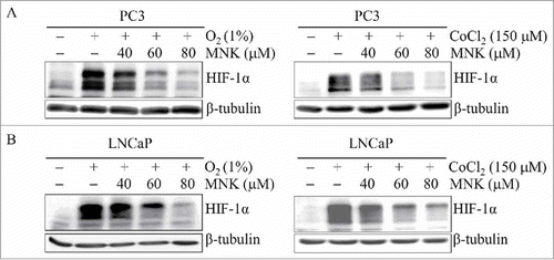 Figure 2. MNK decreases HIF-1α protein. PC3 cells (A) and LNCaP cells (B) were treated with the indicated concentrations of MNK under hypoxia (left) for 5 h or cobalt chloride for 6 h (right). Cell lysates were subjected to immunoblot assays for HIF-1α and β-tubulin. The experiments were repeated three times.