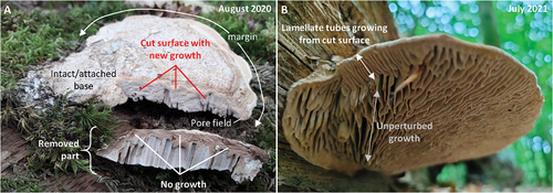 Figure 2. Basidiocarps with resected sides. A. Basidiocarp growing on the same trunk as “S16-20” (see FIG. 1). It exhibits new growth in the part that remains attached to the trunk, whereas the removed part does not show signs of new growth. The cut was made three weeks prior to the day the photos were taken (resection 26 July 2020, photography 16 August 2020). Notice that the growth response is on the entire cut surface, and it is therefore not restricted to the margin where the pore field is. B. Basidiocarp growing on the same trunk as “tS6-8” (see FIG. 1), with a resected left side as the basidiocarp shown in A. It exhibits substantial growth from the cut surface. The new growth is not preferentially from the margin (and therefore pore field). In addition, the new hymenophore is predominantly lamellate, showing that a poroid configuration is not the necessary response to perturbed growth.