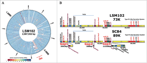 Figure 2. (A) Genomic comparison of 26 S. suis genomes. The circular diagrams showed the variations of LSM102 compared with the other completely sequenced S. suis strains. From outside to the inside, the order of the genomes was: LSM102, SS12, P1/7, ZY05719, SC84, 98HAH33, 05ZYH33, A7, SC070731, JS14, GZ1, BM407, S735, ST1, TL13, D12, DN13, T15, 6407, NSUI060, D9, NSUI002, 05HAS68, 90-1330, YB51, ST3. The different colors stand for the percentage of protein sequence identity. (B), Gene organization of 73 kb pathogenicity island (73K PAI) of LSM102. Virulence-related factors including SalKR, NisKR and Type IV–Like Secretion System (VirD4, VirB1, VirB4) that have been reported to be involved in full virulence of STSS-causing Chinese S. suis were included in 73K PAI of LSM102. Compared with 89K, 3 fragment losses/deletions occur in 73K PAI of LSM102, which were designated as Gap1, Gap2, and Gap3 respectively.