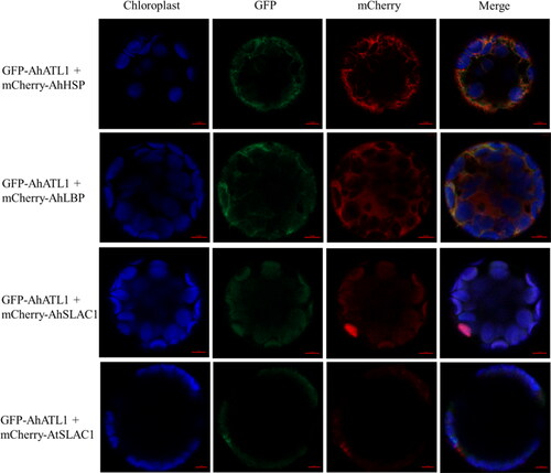 Figure 3. Analysis of subcellular co-localization of AhATL1 and AhLBP, AhHSP, AhSLAC1 or AtSALC1. Full coding sequences of AhLBP, AhHSP, AhSLAC1 and AtSALC1 were integrated to the mCherry-tagged plasmid and co-transformed respectively with the GFP-tagged fusion protein integrated with Full-length fragment of AhATL1 into Arabidopsis protoplasts. Fluorescence images were captured with a confocal microscope by using 63x oil lens. The red horizontal line represents the scale bar of 5 μm.