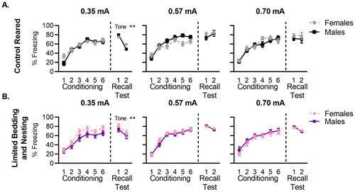 Figure 2. Traditional freezing measurements do not reveal sex differences in control or LBN-reared mice. Freezing curves for auditory cue conditioning and recall test comparing control male and female mice conditioned at low (0.35 mA), medium (0.57 mA), and high (0.70 mA) foot-shock intensities for (A) control reared and (B) LBN reared mice. Individual tone data is shown for freezing during foot-shock conditioning and recall tests. N per group ranged from 12–23 mice (exact n shown in Figure 1). Data is presented as mean ± SEM. *p < 0.05, **p < 0.01, ***p < 0.001.