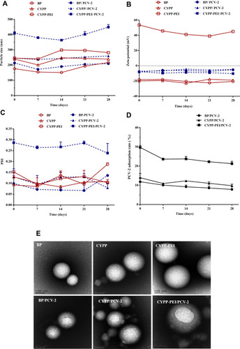 Figure 2 The Stability of (A) size intensity, (B) zeta potential, and (C) PDI of BP, CYPP, CYPP-PEI, BP/PCV-2, CYPP/PCV-2, and CYPP-PEI/PCV-2 stored at 4 °C for a month. (D) The PCV-2 antigen absorption efficiencies of BP/PCV-2, CYPP/PCV-2, and CYPP-PEI/PCV-2 stored at 4 °C for a month. (E) TEM images of BP, CYPP, CYPP-PEI nanoparticles, and PCV-2 antigen-absorbed nanoparticles: BP/PCV-2, CYPP/PCV-2, CYPP-PEI/PCV-2 nanoparticles. Results were expressed as mean ± SEM (n = 3).