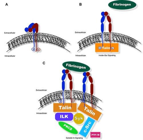 Figure 2 Schematic of αIIbβ3 integrin undergoing inside-out and outside-in signaling. (A) Bent confirmation of αIIbβ3 integrin with intact salt bridge linking cytosolic domains of the subunits (low affinity for binding fibrinogen). (B) Binding of intracellular protein talin disrupts salt bridge and triggers separation of the cytosolic region of β3 from that of αIIb, resulting in a conformational change of the αIIbβ3 integrin into the upright position. In this position, fibrinogen is able to bind extracellular domains (high affinity for binding fibrinogen; inside-out signaling). (C) Fibrinogen, in turn, binds additional αIIbβ3 integrins to facilitate platelet aggregation, resulting in activation and recruitment of additional intracellular and cytosolic proteins, such as c-Src tyrosine kinase (c-Src), integrin-linked kinase (ILK), spleen tyrosine kinase (Syk), protein kinase C (PKC), and protein tyrosine phosphatase (PTP1B) and others, to facilitate processes including cytoskeletal reorganization for platelet spreading, clot stabilization, and clot retraction (outside-in signaling).