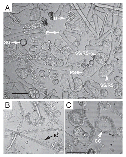 Figure 2 Brightfield images showing spermatogenic cysts after 72 hours in GSH-treated culture. (A) Overall view showing most stages of spermatogenic cyst development. (B) Individualizing cysts with cystic bulges (arrow). (C) Coiling cysts (arrow). Bars = 100 µm. SG, spermatogonia; PS, primary spermatocyte; SS/RS, secondary spermatocyte/round spermatid; E, elongating; IC, individualizing cyst with cystic bulge; CC, coiling cyst; D, degenerating cyst. SS/RS were scored together as it was often difficult to distinguish between them.