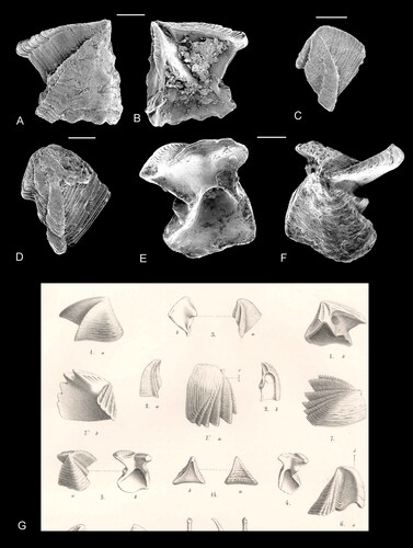 Figure 21. A–F, Bosquet’s type material of Verruca prisca Bosquet, Citation1854. A, B, fixed scutum, A, external, B, internal views, original of Bosquet (Citation1854, pl. 1, fig. 1a, b). C, moveable tergum, original of Bosquet (Citation1854, pl. 1, fig. 3a). D, moveable tergum, not figured by Bosquet. E, F, fixed tergum, E, internal and F, external views, original of Bosquet (Citation1854, pl. 1, fig. 5). Material in the Brussels Natural History Museum, all from Maastrichtian of St. Pietersberg, Maastricht, the Netherlands. G, Reproduction of the upper part of Bosquet (Citation1854, pl. 1). Scale bars equal 0.5 mm.