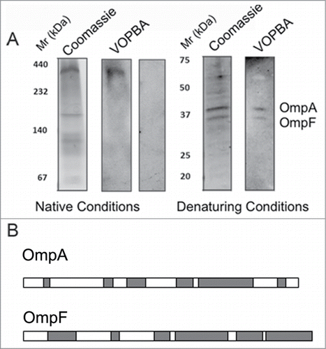 Figure 4. (A) Adsorption of phage T7 to immobilized cell wall proteins by the virus overlay protein binding assay (VOPBA). E. coli vesicles were obtained after osmotic shock and Frech preasure cell (Thermo Scientific) treatment to the bacteria, the pellet of the cellular debris was then purified in a 60% (w/v) sucrose cushion. Membrane proteins were solubilized from E. coli vesicles in 1.25% (w/v) N-dodecyl β-d-maltoside. VOPBA was performed as describedCitation23 with some modifications. Solubilized membrane proteins were loaded in a 5.5% native polyacrylamide gel and stained with Coomassie blue or electroblotted (left). Nitrocellulose membranes were incubated alone (control) or with 5 ml of 1011 p.f.u./ml T7 particles, then incubated with anti-gp10 capsid protein antibody, and developed with an enhanced chemilumiscence kit (ECL, GE Healthcare). The band for the reactive protein complex in native conditions was subjected to a second-dimension 17% SDS-PAGE in denaturing conditions and treated as above. (B) The 2 reactive bands were identified by mass spectrometry as OmpA and OmpF as described in Table 1. Protein lenght of OmpA (up) and OmpF (bottom) are represented with matched parts depicted in gray.