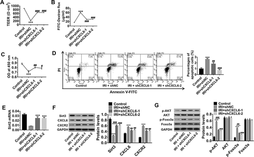 Figure 4. CXCL6 knockdown inhibited IRI-induced HBMECpermeability and apoptosis. After construction of the IRI model of HBMECsin vitro, CXCL6 expression in the IRI model was knocked down by shCXCL6 infection, with medium-treated HBMECs without IRI serving as the control. (a and b) TEER and FITC leakage assays were performed to analyze the effect of CXCL6 interference on HBMECpermeability. (c and d) HBMEC proliferation and apoptosis after IRI were evaluated. Lower right quadrant presents early apoptotic cells stained with Annexin-V, whereas late apoptotic or necrotic cells stained with Annexin-V and PI are located in the upper right quadrant. At the lower left are living cells. (e) Sirt3 mRNA expression was detected. (f) Sirt3, CXCL6, and CXCR2 protein levels were detected. (g) AKT and FOXO3a expressions and phosphorylation were evaluated. All data are shown as mean ± SD with three repeated experiments.***P < .001 compared with control, ##P < .01 and ###P < .001 compared with IRI+shNC