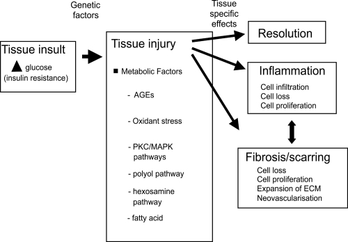 Figure 2 Schematic diagram indicating how hemodynamic and metabolic factors, and growth factors, can network to cause tissue damage. Inflammation and fibrosis occur variably in tissue at different stages of diabetes complications.