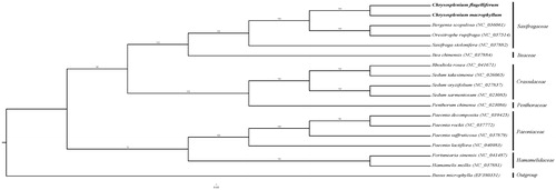 Figure 1.  Maximum likelihood phylogenetic tree based on 18 complete chloroplast genomes. The number on each node indicates the bootstrap value. The bold part is C. macrophyllum and C. flagelliferum in this study.