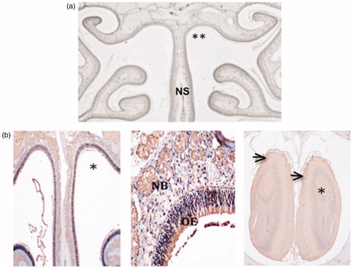 Figure 1. Lack of nasal toxicity: (a) Frontal nasal cavity section showing no damage to nasal epithelia comparing the 1.4% PV-treated (**) and untreated sides of the nose. NS = nasal septum. (b) OMP staining, showing normal staining in the treated side of nasal cavity (*) of a rat treated with 0.8% PV (left) and in the OB (right) corresponding to the treated side of the nasal cavity. High power photomicrograph (middle) shows normal cellular structure and OMP immunoreactivity in the olfactory epithelium (OE) and in subepithelial nerve bundles (NB).