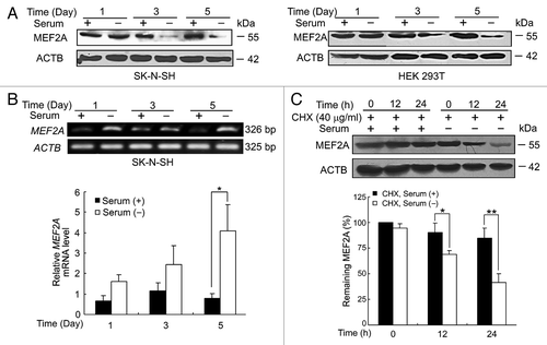 Figure 3. The effects of serum deprivation on MEF2A transcript and protein. (A) Serum withdrawal decreases MEF2A protein level. SK-N-SH and HEK 293T cells were treated with serum deprivation for the indicated times. The levels of MEF2A were determined by immunoblotting. (B) Semiquantitative and quantitative RT-PCR analyses of MEF2A mRNA. Total RNA isolated from SK-N-SH cells following serum deprivation was analyzed by semiquantitative (top: MEF2A and ACTB transcripts) and quantitative (bottom: levels of MEF2A transcript relative to ACTB transcript) RT-PCR. *P < 0.05. (C) Degradation rates of MEF2A were analyzed in SK-N-SH cells treated with 40 μg/ml of CHX in the presence or absence of serum for the indicated periods of time (top). The levels of MEF2A were normalized to that of ACTB expression, and the results showed the relative quantification as determined by optical densitometry (bottom). *P < 0.05, **P < 0.01.