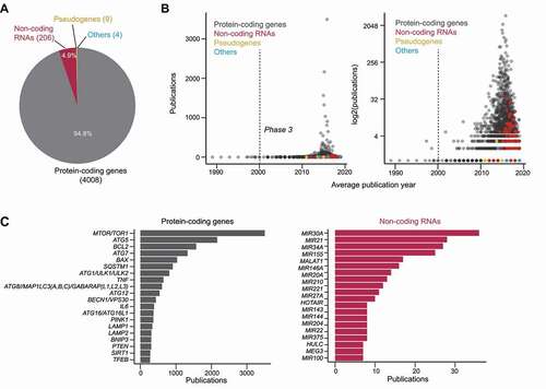 Figure 2. The prevalence of official gene names in autophagy publications. (A) The number of genetic elements detected, categorized by their assigned locus group as found in the HUGO gene nomenclature committee database. 4008 protein-coding genes, 206 non-coding RNAs, 9 pseudogenes and 4 “other” (referring to a fragile site, protocadherin, complex locus constituent, and unknown) were found. (B) For each genetic element, the number of publications it was mentioned in (indicating how frequently it was mentioned) was plotted against the average publication year (sum of publication years divided by number of publications; indicates how recent it was mentioned). Left: linear y-axis; right: log2 y-axis. (C) Top occurring protein-coding genes (left) and non-coding RNAs (right) in the titles and abstracts of autophagy publications.