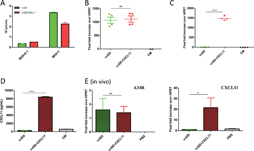 Figure 1. Viral replication and CXCL11 expression from the virus both in vitro and in vivo. AB12-luc cells were infected with vvDD-CXCL11 or vvDD. The infected cells were harvested 24 h post infection for RNA purification. The production of virus progeny from infected cancer cells at 48 h post infection was determined by plaque assay (A). Purified total RNAs were subject to RT-qPCR for quantitative detection of A34R mRNA (viral gene) (B) or CXCL11 (C). The quantity of secreted CXCL11 was measured by ELISA assay (D). For in vivo analyses (E), 4 × 105 AB12-luc cells were inoculated i.p. into naive BalB/c mice at day 0 and then injected i.p. with vvDD-CXCL11 or control virus vvDD (1 × 108 pfu/mouse) or PBS on day 5. Tumor nodules were harvested on day 9 and RNA isolated for qPCR to determine viral replication (via A34R expression, left panel) and CXCL11 expression (right panel). Symbols: * stands for p < 0.05; ** p < 0.01; *** p < 0.001; and NS: not significant. Abbreviations: CM, culture medium; HPRT, hypoxanthine guanine phosphoribosyl transferase, a house-keeping gene.