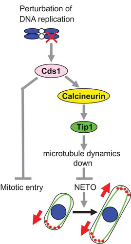 Figure 3. The CCT (Cds1-Calcineurin-Tip1) pathway and its role in NETO delay when DNA replication is perturbed.