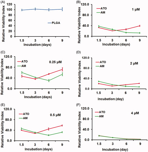 Figure 3. AM demonstrated sustained and more profound cytotoxicity than ATO on Huh7 HCC cells. Huh7 cells were seeded and allowed to grow for 24 hours and then were treated with PBS as control (CT), vacant PLGA microsphere (PLGA), AM (0.25–4 μM), or ATO (0.25–4 μM) for nine days. The cytotoxicity was evaluated by Calcein AM assay (data: mean ± SD). (A) PLGA did not cause cytotoxicity during the entire treatment. (B–F) Cytotoxicity caused by AM and ATO at the dose range from 0.25 μm to 4 μm. Both AM and ATO had cytotoxicity in a dose-dependent manner. ATO (0.25–2 μM) reached the lowest viability signal at day 3 of incubation. Comparing to ATO, AM treatment at the dose range of 0.25–2 μM showed sustained and more profound cytotoxic effect. At the concentration of 4 μM, AM and ATO showed same level of cytotoxicity along the time course.