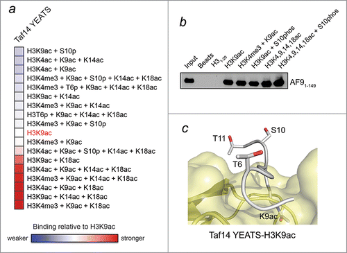 Figure 2. H3K9ac-YEATS interaction is modulated by neighboring histone PTMs. (A) Analysis of peptide microarray data from ref.Citation4 showing interactions between the YEATS domain of Taf14 and the indicated H3K9ac-containing peptides. Binding intensity is shown relative to H3K9ac without neighboring modifications (white). (B) Peptide pulldown and western blot analysis of the interaction between AF9-YEATS and the indicated peptides performed as previously described.Citation4 (C) The binding site of the Taf14 YEATS domain (yellow) for the H3K9ac peptide (gray).