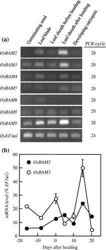 Figure 3. Expression analyses of β-amylase genes. (a) Semiquantitative RT-PCR of OsBAM2, OsBAM3, OsBAM4, OsBAM5, OsBAM6, OsBAM8, and OsBAM9 in various rice organs. Leaf blade and leaf sheath before heading were harvested at the active tilling stage, and leaf sheath after heading and developing caryopsis were harvested at 10–14 days after heading. OsEF1α1 encoding translation elongation factor 1A was used as the internal standard. (b) Changes in transcript levels of OsBAM2 and OsBAM3 in the third leaf sheaths by quantitative RT-PCR. The third leaf sheaths were harvested at the second leaf emergence stage, the flag leaf emergence stage, the heading stage, and 5, 10, 15 and 20 days after heading. Values were standardized to the transcript level of OsEF1α1 and represent means ± SE of three replications.