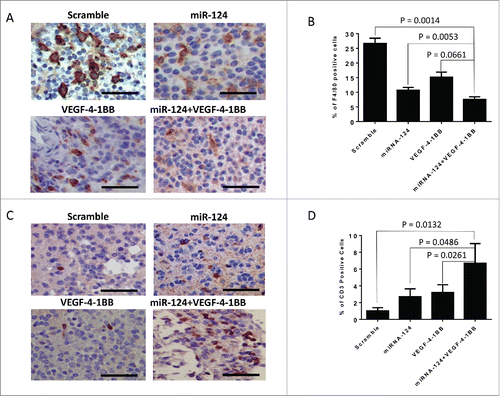 Figure 3. Intratumoral immune responses of miR-124 and VEGF-4–1BB treatment. (A). Representative specimen from the brain of an Ntv-a mouse transfected with the RCAS-PDGFB and RCAS-STAT3 transgenes demonstrating F4/80 immune infiltration upon treatment with miR-124 + VEGF-4–1BB versus monotherapy (bar scale = 100 μm). (B). Summary graph of the treatment groups, including scramble control (n = 7), miR-124 (n = 9), VEGF-4–1BB (n = 7), and the combination of miR-124 + VEGF-4–1BB (n = 9); p = 0.0014 by unpaired, two-sided two sample t-tests. (C). Representative specimen from the brain of an Ntv-a mouse transfected with the RCAS-PDGFB and RCAS-STAT3 transgenes demonstrating CD3+ immune infiltration upon treatment with miR-124 + VEGF-4–1BB versus monotherapy (bar scale = 100 μm). (D). Summary graph of the treatment groups including scramble control (n = 6), miR-124 (n = 6), VEGF-4–1BB (n = 5), and the combination of miR-124 + VEGF-4–1BB (n = 5); p = 0.0132 by unpaired, two-sided two sample t-tests.