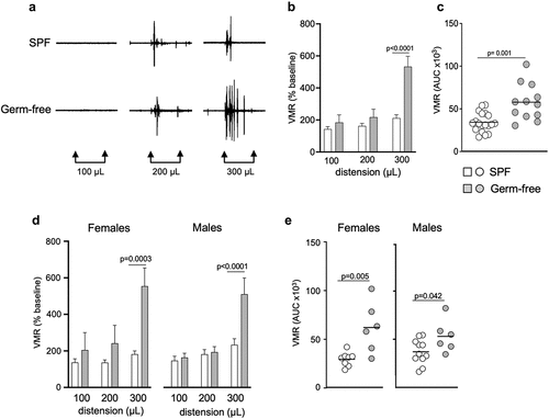 Figure 1. Gut microbiota modulates visceral sensitivity in vivo in both sexes. (a) Representative traces of visceromotor responses (VMR) to isovolumic colorectal distension (CRD) at 100 μL, 200 μL and 300 μL in conscious SPF and germ-free (GF) mice. (b) Basal state VMR of SPF (n = 19) and GF (n = 12) mice to CRD at 100 μL, 200 μL, 300 μL. VMR is expressed as % of baseline (white bar: SPF; gray bar: GF). (c) Total area under the curve (AUC) of the VMR to CRD in SPF and GF mice. (d) Basal state VMR of SPF female (n = 8) and male (n = 11), and GF female (n = 6) and male (n = 6) mice to CRD. (Ee) AUC of the VMR to CRD in female and male SPF and GF mice. White bar/circle: SPF; gray bar/circle: GF. Data are represented as mean ± SEM (b) (d), scatter dot plot with mean (c) (e). Statistical analysis was performed using Mann-Whitney t-test (c) (e) and 2-way ANOVA followed by šidak’s multiple comparisons test (b) (d).