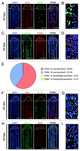 Figure 2. Downregulation of 5mC or 5hmC level is associated with active demethylation. (A and B): Longitudinal sections of Tg(ef1-α:EGFP) fin regenerates that immunohistochemimally stained with an antibody against 5mC at 24 hpa. Merged images revealed that some cells, which show low level of 5mC, are EGFP fluorescence positive in the blastema cells and cells adjacent to amputation plane (A, arrowheads in B). The boxed area in A is shown enlarged in B. (C–E) Longitudinal sections of wild type fin regenerates that were co-stained with antibodies against 5hmC and PCNA at 24 hpa (C). The boxed area in C is shown enlarged in D. Quantification of the relative 5hmC intensity and PCNA in the blastema area at 24 hpa (E). Merged images and quantification data revealed that the majority of the blastema nuclei (62.0%) show PCNA-positive and low level-5hmC (E, C, arrowheads in D). Control/High level-5hmC: control or high level of 5hmC, Low level-5hmC: low level of 5hmC. (F–I) Longitudinal sections of wild type fin regenerates that were co-stained with antibodies against 5mC/5hmC and BrdU at 24 hpa, respectively. BrdU is not incorporated in almost all blastema cells and cells adjacent to amputation plane that show lower level of 5mC or 5hmC (FandH, arrowheads in GandI). However, BrdU is incorporated in some blastema cells and cells adjacent to the amputation plane, which show lower level of 5mC or 5hmC (arrows in G and I). The boxed areas in F and H are shown enlarged in G and I, respectively. White lines indicate the amputation planes. Dashed lines outline the basement membrane, which shows the boundary between the epidermis and blastema. Scale bars:100 μm in A, C, F, and H; 20 μm in B, D, G, and I.